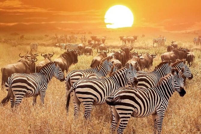 3 Days Masai Mara Group Budget safari in 4x4 Jeep Daily Tour - Why the guide matters more than you think