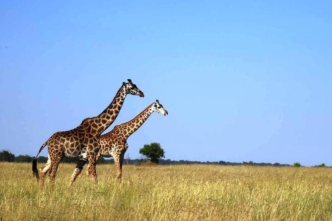 3 Days Masai Mara Group Budget safari in 4x4 Jeep Daily Tour - Getting the most from your 4x4 jeep days