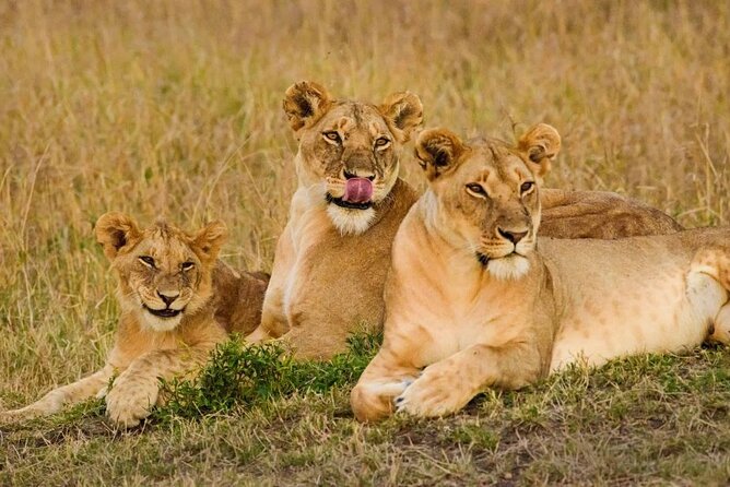 3 Days Masai Mara Group Joining Safari - Key Points You Should Know Before You Go