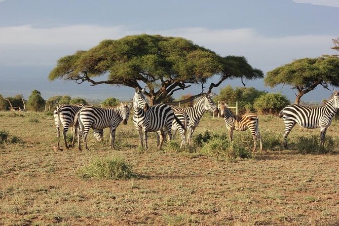 3 Days Masai Mara Group Joining Safari - Leaving Nairobi at 7:30 AM, Then Watching the Rift Valley Roll By