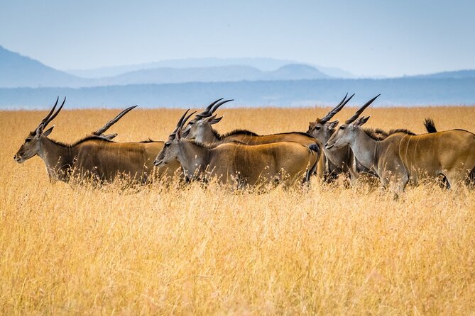 3 Days Masai Mara Group Joining Safari - Wildlife Chances: What You Should Put on Your Mental Checklist