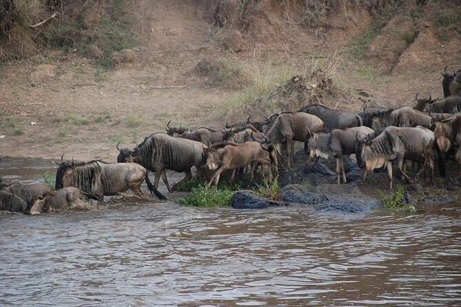 3 Days Masai Mara Group Joining Safari - Day 1: First Game Drive in Masai Mara National Reserve