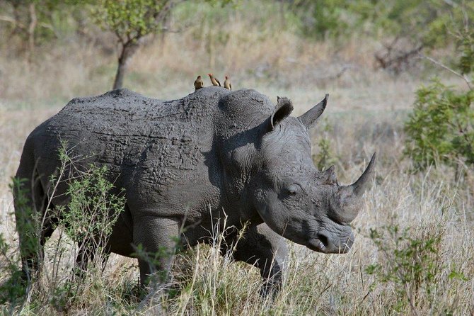 3 Days Masai Mara Joining Tour - 6 Key Highlights I’d Plan Around