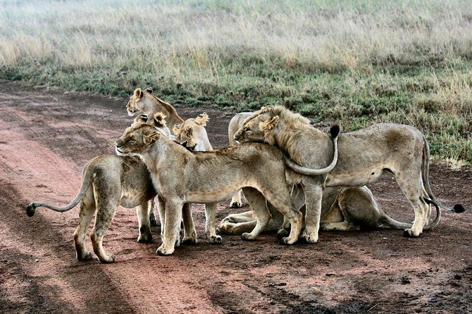 3 Days Masai Mara Joining Tour - Optional Balloon Safari: Big Views, Big Price