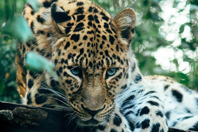 3 Days Masai Mara Joining Tour - Day 3: En-Route Wildlife, Then Nairobi Airport Transfer