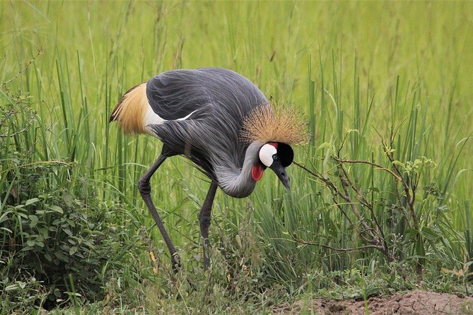 3 Days Masai Mara Joining Tour - Price and Logistics: Who This Works Best For