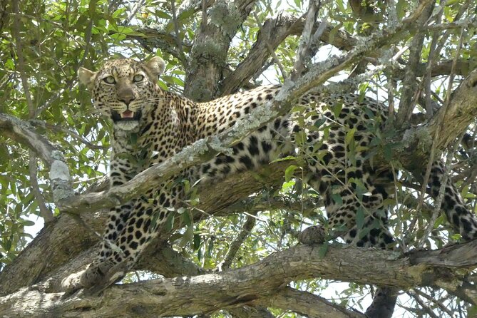 3 Days Masai Mara Luxury Safari - Why Masai Mara Still Gets People Addicted to Safaris