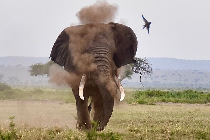 3 Days Masai Mara Luxury Safari - Nairobi To Masai Mara, The Day 1 Rhythm You’ll Feel