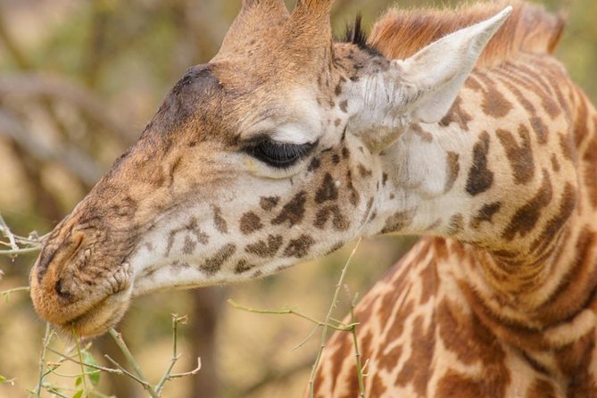 3 Days Masai Mara National Reserve Safari - Nairobi Pickup, Transfers, And How That Changes Your Day