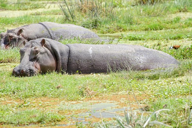 3 Days Masai Mara National Reserve Safari - Meals And Tented Camp Comfort, What You Are Paying For