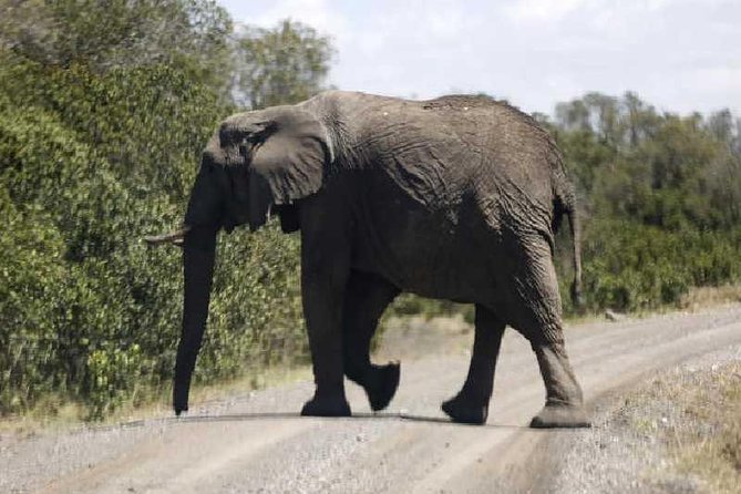 3 Days Masai Mara Private Safari at Sopa Lodge from Nairobi - Day 2 in the reserve: a full push for the Big Five