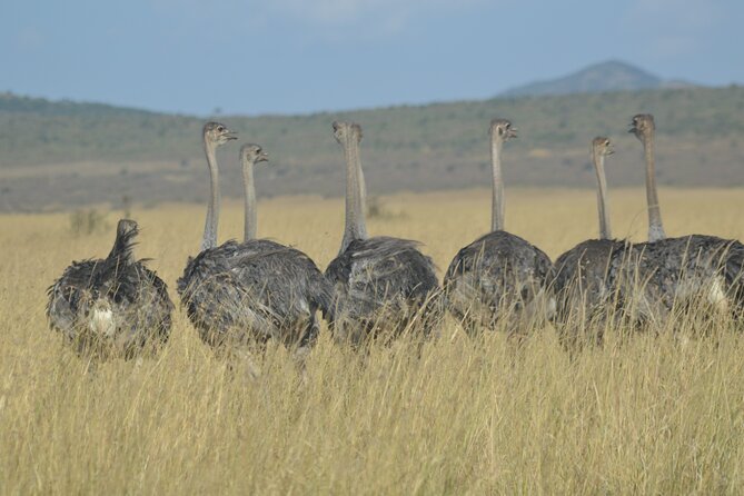 3-Days Masai Mara Rhythms Safari - Day 3: Morning drive toward Nairobi and a last chance to spot wildlife