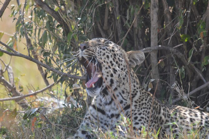 3-Days Masai Mara Rhythms Safari - Value and price: is $1,400 per person a fair deal?