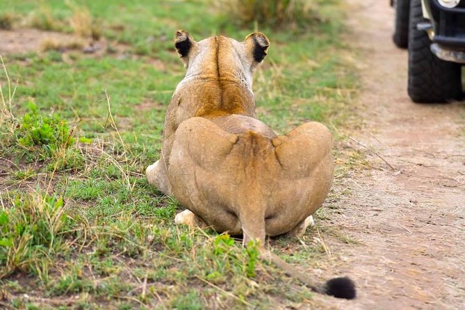 3 Days Masai Mara Safari - Day 3: an early morning drive plus Nairobi Mamba Village