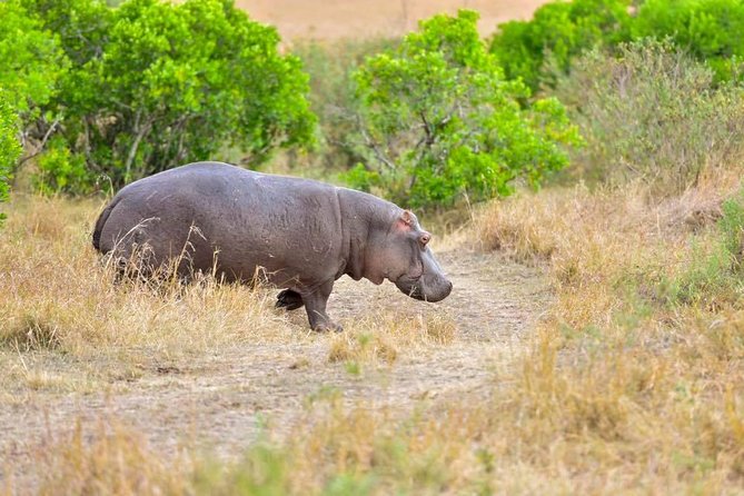 3 Days Masai Mara Safari - Who this Masai Mara safari fits best
