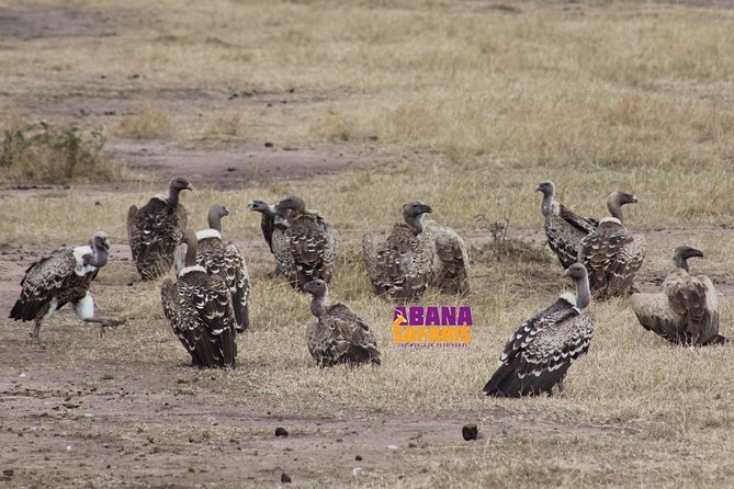 3 Days Masai Mara Safari - Should you book Abana Safaris for this 3-day Masai Mara safari?