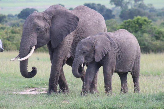 3 days masai mara safari from Nairobi - Why a 3-day Maasai Mara safari from Nairobi makes sense