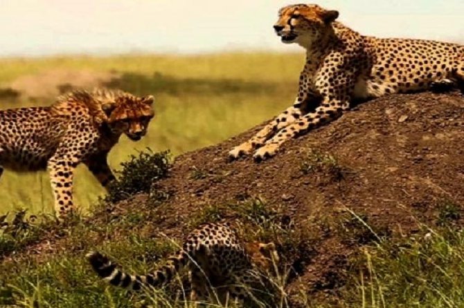 3 days masai mara safari from Nairobi - Where you stay: tented camp comfort, full board meals, and WiFi reality