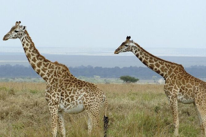 3 days masai mara safari from Nairobi - Optional upgrades: Maasai village and hot air balloon