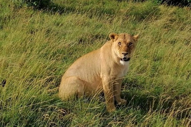 3 Days Masai Mara Safari Group Joining (Daily Departures) - Price, meals included, and where the value really comes from