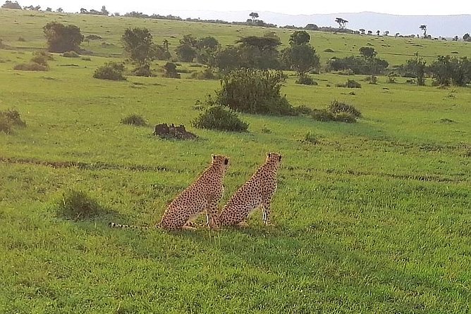 3 Days Masai Mara Safari Group Joining (Daily Departures) - Day 2: Mara River all-day game drives, migration corridor chance, and optional Maasai village