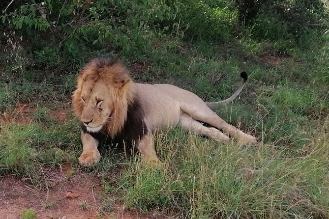 3 Days Masai Mara Safari Group Joining (Daily Departures) - Day 3: Breakfast, Maasai cultural tour add-on, and return to Nairobi by 4:00 pm