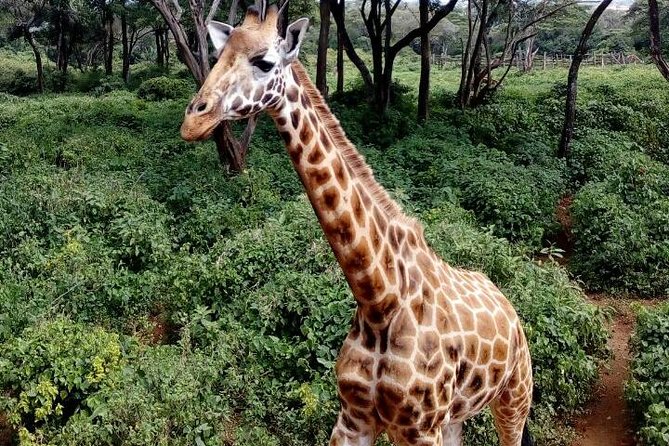 3 Days Masai Mara Safari Group Joining (Daily Departures) - Camp life at a budget camp, plus what it means for your comfort
