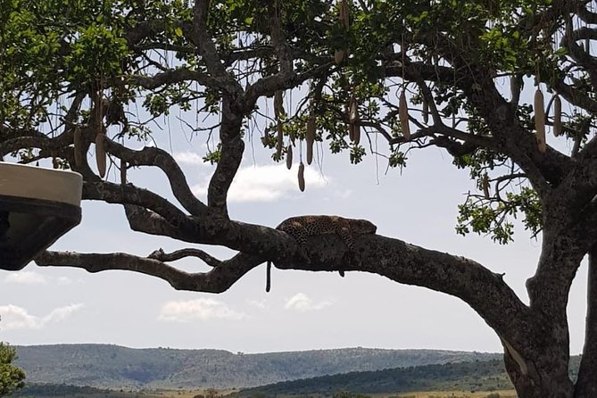 3 Days Masai Mara Safari Group Joining (Daily Departures) - Who this 3-day Masai Mara group safari is best for