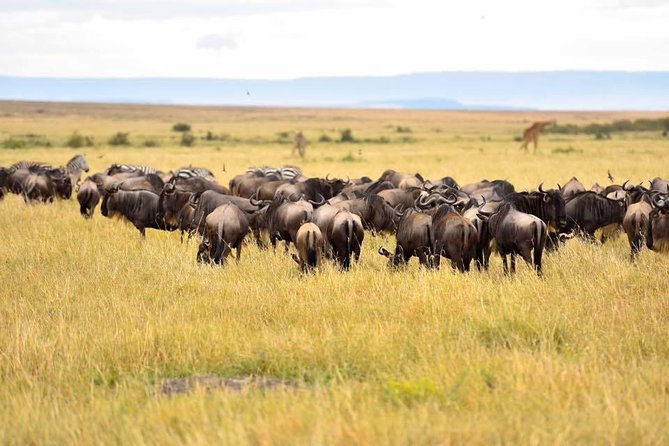 3 Days Masai Mara Safari - Day 1: arriving near Mara River and setting your wildlife expectations