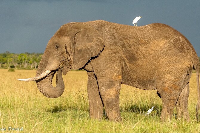 3 Days Masai Mara Tented Camp & Transport 4 x 4 Jeep - Key highlights worth paying attention to
