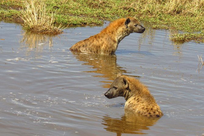 3 Days Masai Mara Tented Camp & Transport 4 x 4 Jeep - Day 2: how to get better sightings without doing anything extra