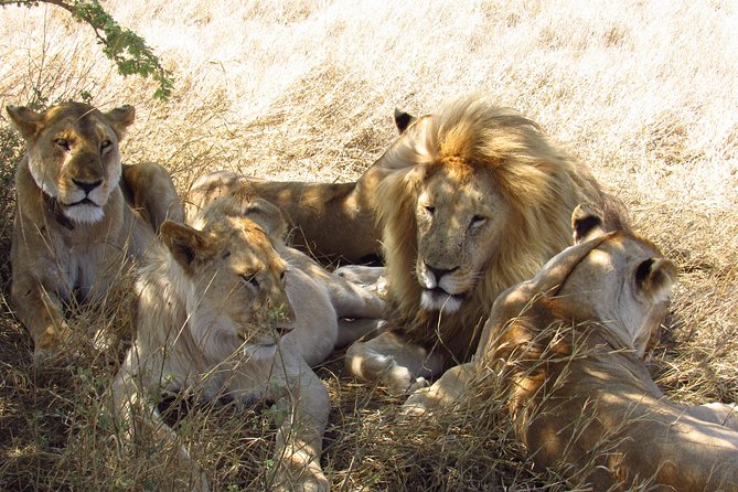 3 Days Masai Mara Tented Camp & Transport 4 x 4 Jeep - Day 3 morning options, then back to Nairobi