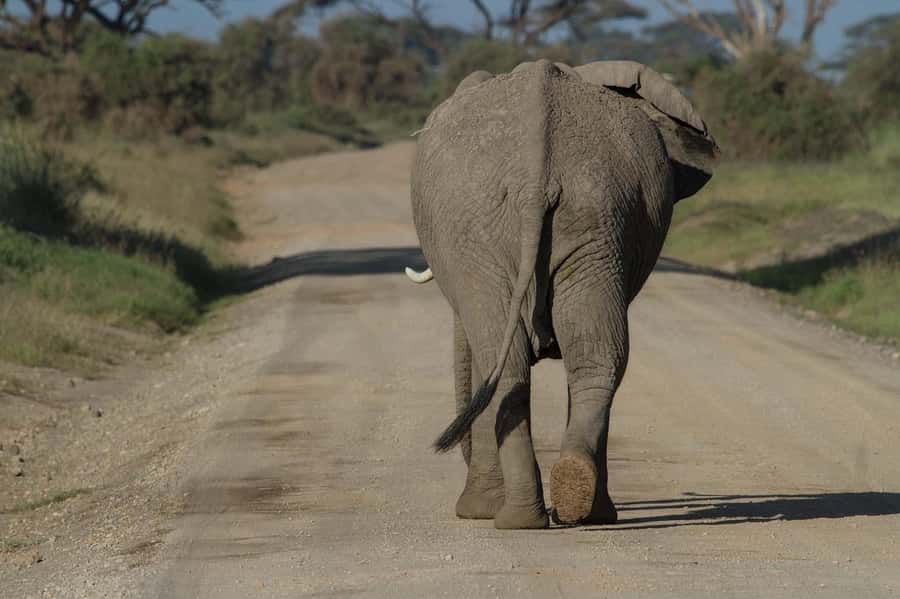 3 Days Nairobi to Amboseli to Tsavo East to Mombasa Safari - Key moments that make this safari worth it
