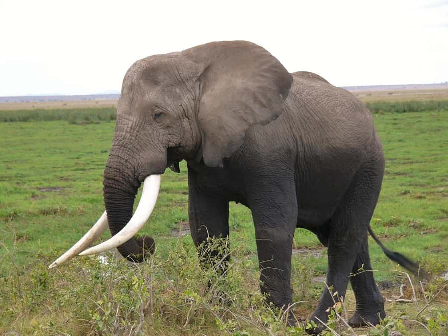 3 Days Nairobi to Amboseli to Tsavo East to Mombasa Safari - Nairobi to Amboseli: elephants and Kilimanjaro in one long, satisfying day