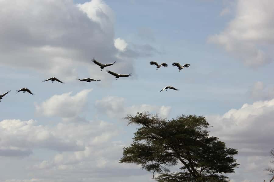 3 Days Nairobi to Amboseli to Tsavo East to Mombasa Safari - Amboseli to Tsavo East: more rugged wilderness and bigger distances
