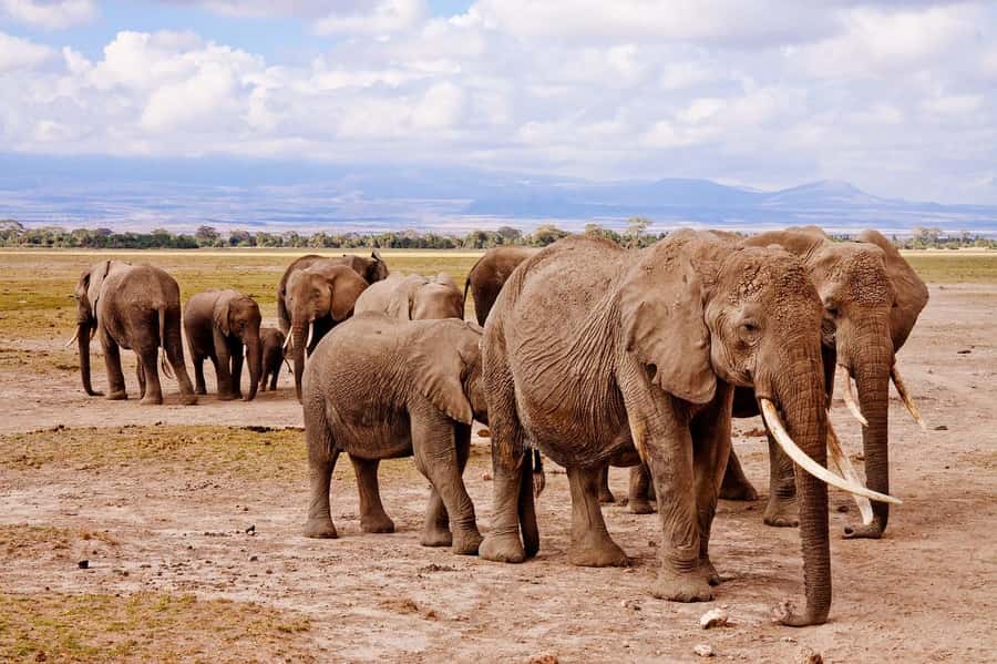 3 Days Nairobi to Amboseli to Tsavo East to Mombasa Safari - Price and value: what US$1,060 buys you in 3 days