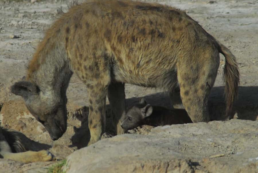 3 Days Nairobi to Amboseli to Tsavo East to Mombasa Safari - Guides and the difference good commentary makes