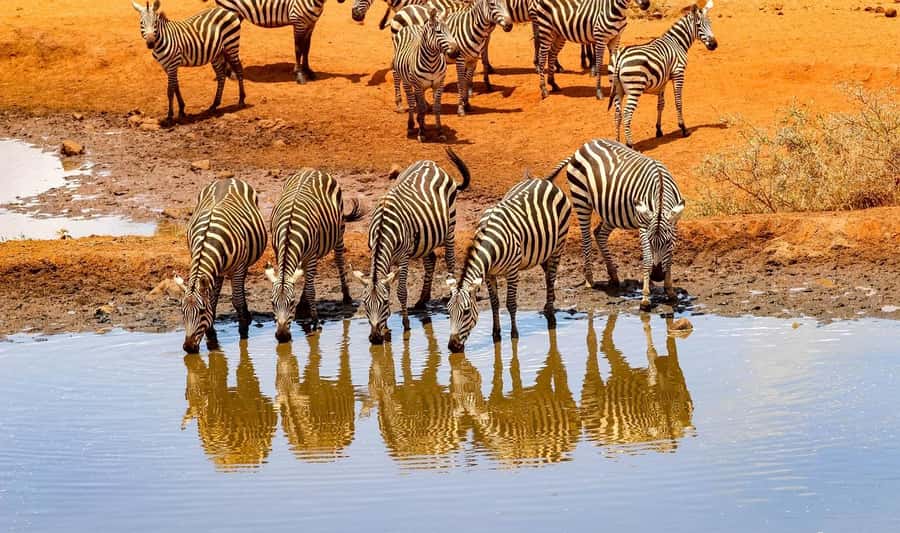 3 Days Nairobi to Amboseli to Tsavo East to Mombasa Safari - Afternoon game drive: how to get more from your time in Amboseli