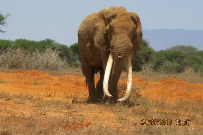 3 days Red elephant safari - Taita Hills Wildlife Sanctuary and the stilted waterhole experience