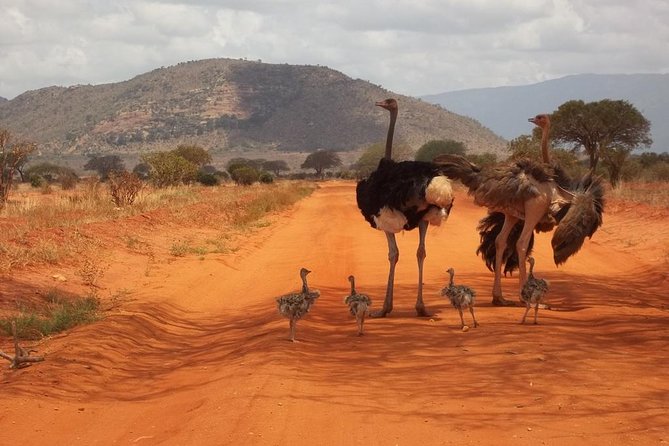 3 days Red elephant safari - Game drive pacing on day 2: what to expect