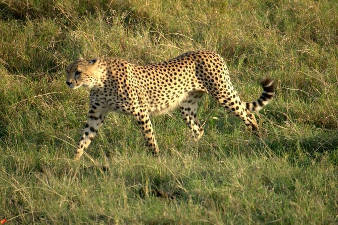 3 days Red elephant safari - Day 3 early drive and the Diani Beach finish
