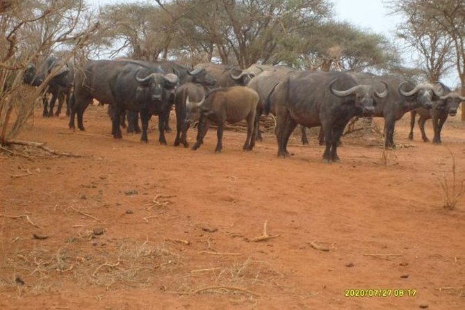 3 days Red elephant safari - Price and what $980 buys you in the real world