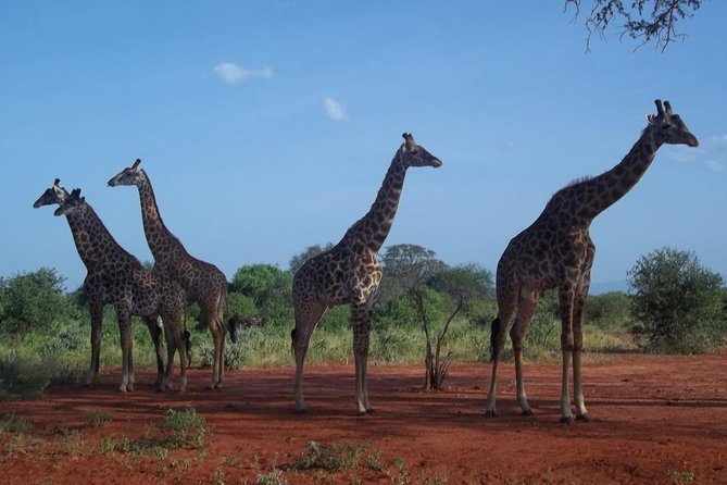 3 days Red elephant safari - Who this private safari is best for