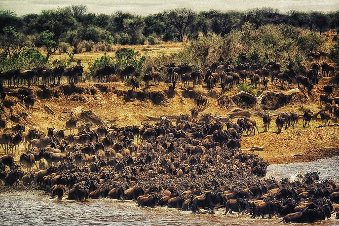 3 Days Safari Tour in Maasai Mara - Price and value: is $286 a fair deal for Maasai Mara?