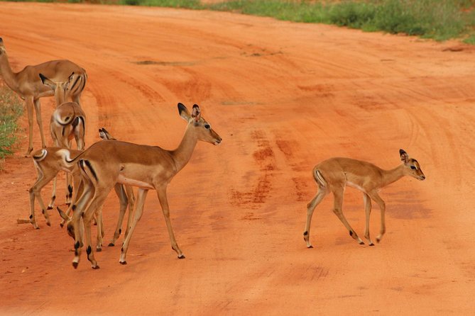 3 Days safari Tsavo East and Amboseli national park. - Quick hits before you go