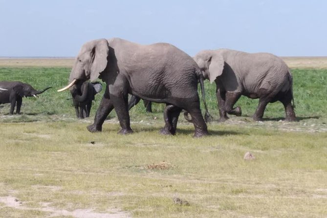 3 Days safari Tsavo East and Amboseli national park. - Price and value check for a private $1,000 safari