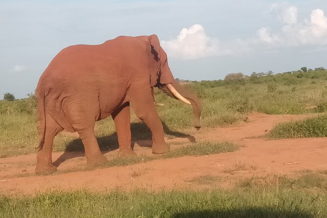 3 Days safari Tsavo East and Amboseli national park. - Day 3: Diani Beach time after an 9 AM park checkout