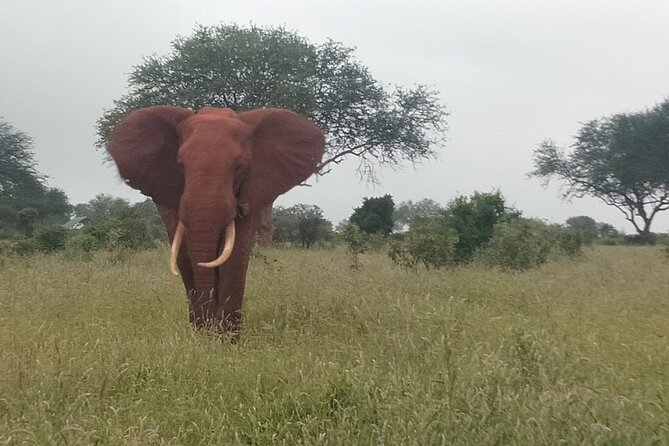 3 Days safari Tsavo East and Amboseli national park. - What your guide and private vehicle add to your spotting chances