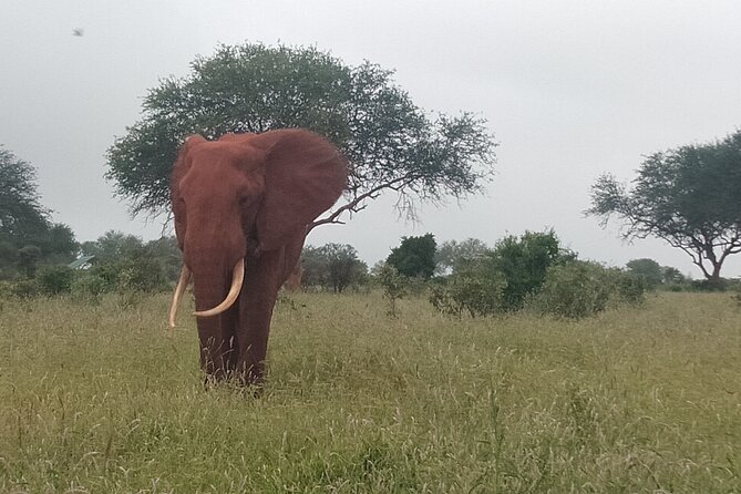 3 Days safari Tsavo East and Amboseli national park. - Meals, lodge comfort, and how to plan your creature comforts