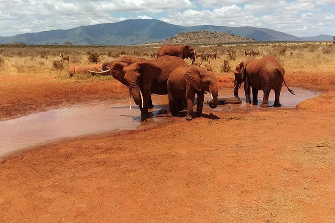 3 Days safari Tsavo East and Amboseli national park. - Day 1: Tsavo East start with a 5 AM departure and late-afternoon drive